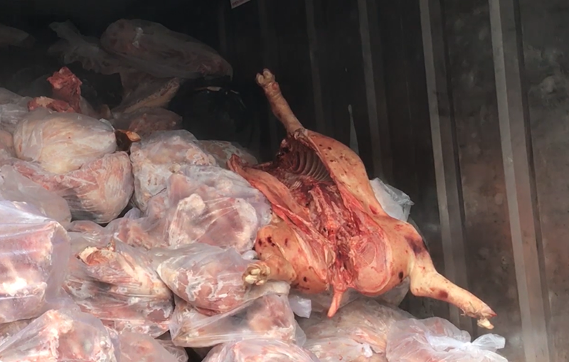 Bắt 50 tấn heo nái "cosplay" thịt nai, nhím: Hiểm họa bàn nhậu ngày Tết