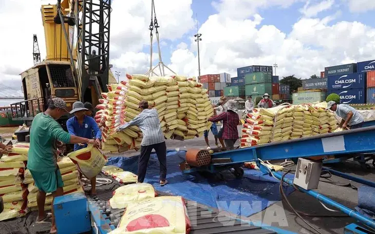 Việt Nam chốt đơn hơn 8 triệu tấn gạo: Kỷ lục chấn động thế giới hay nỗi trăn trở "được mùa mất giá"?